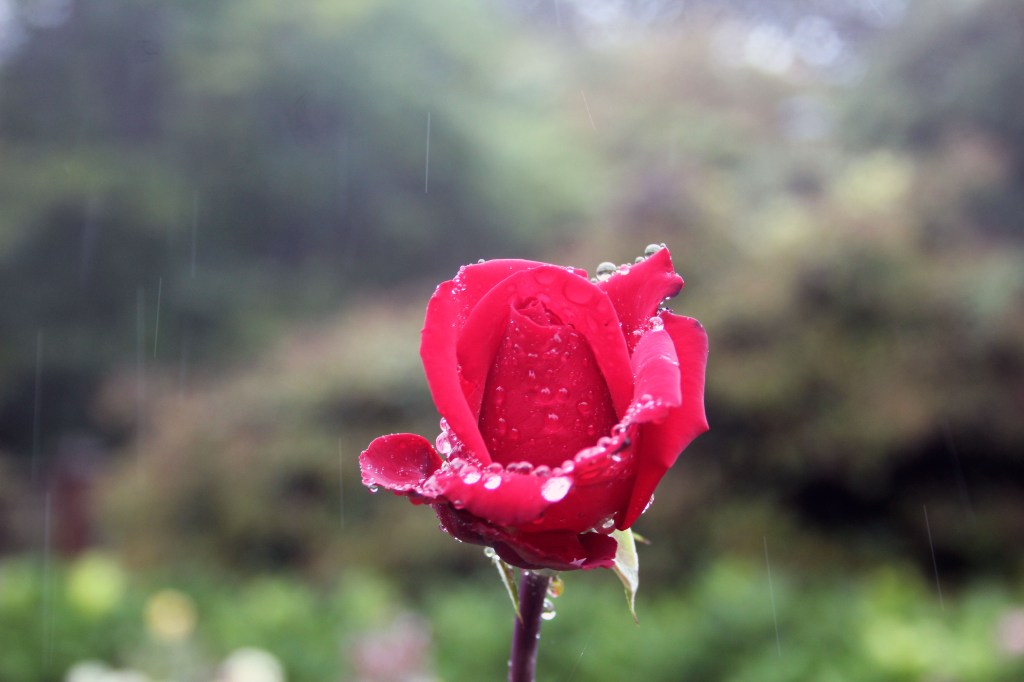A rose with raindrops on its petals with a blurred background of rain